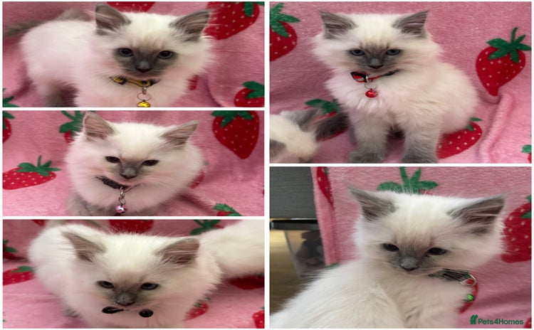 Ragdoll cats - Advert 3