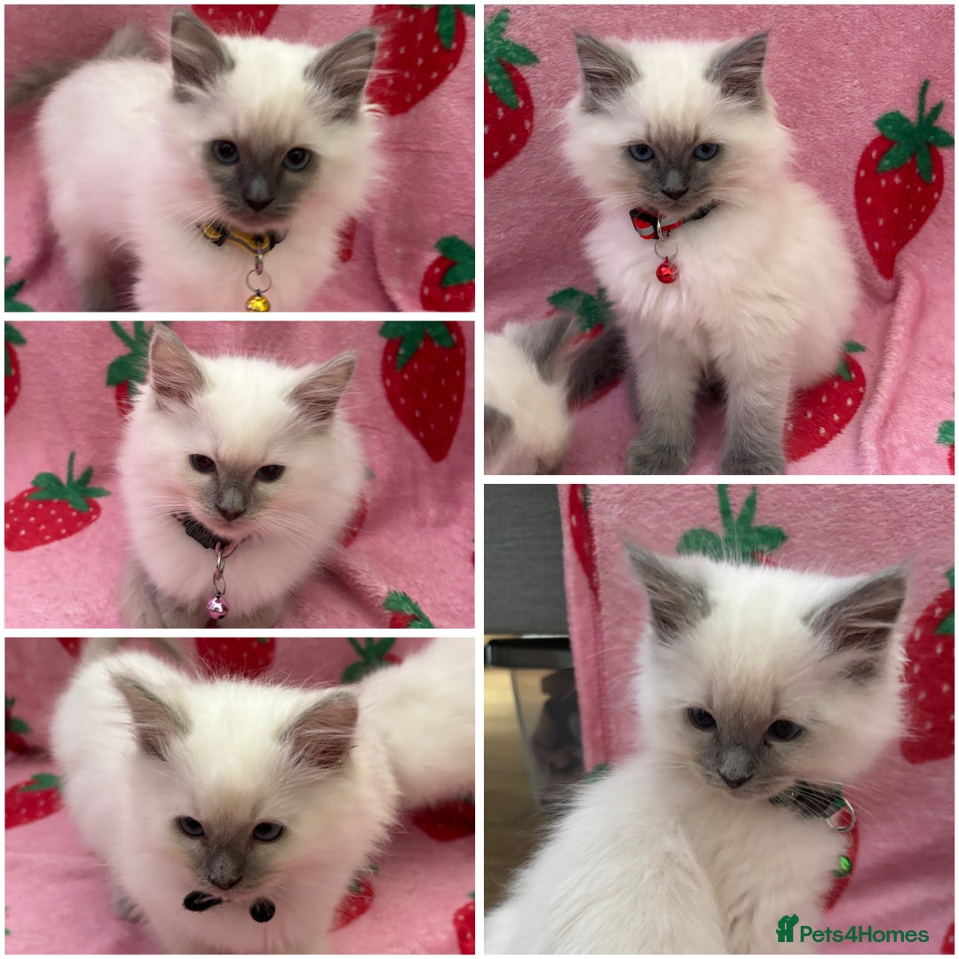 Ragdoll cats for sale: GCCF Lilac/blue high white ragdolls Kittens  - Image 1