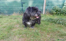 Bichon Frise dogs for adoption: A Lovely Bichon Boy - for a Loving Home - Image 9