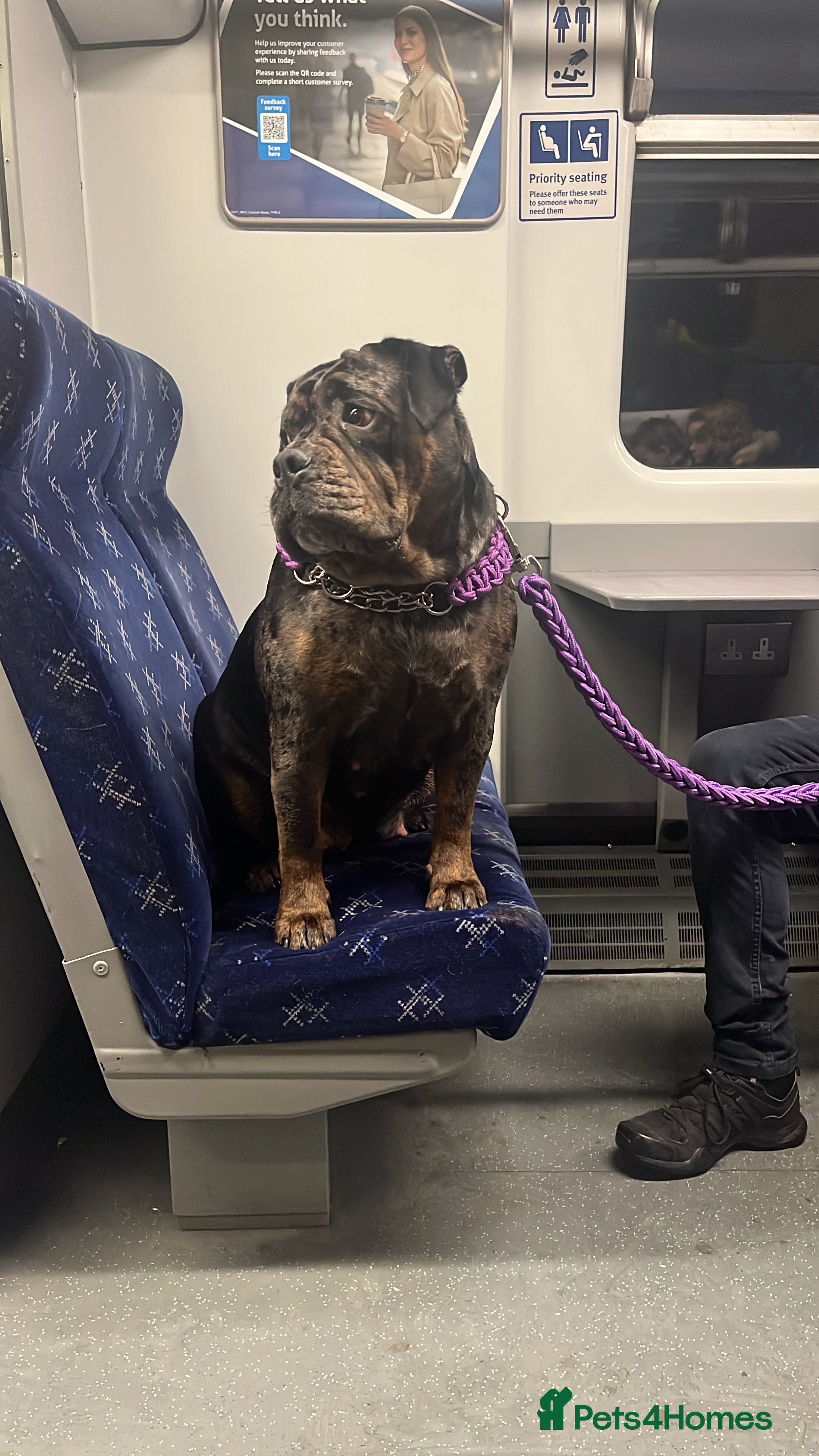 Dorset Olde Tyme Bulldogge dogs 4 year old Olde English - Advert 7