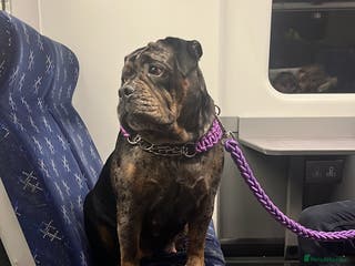 Dorset Olde Tyme Bulldogge dogs 4 year old Olde English - Advert 7