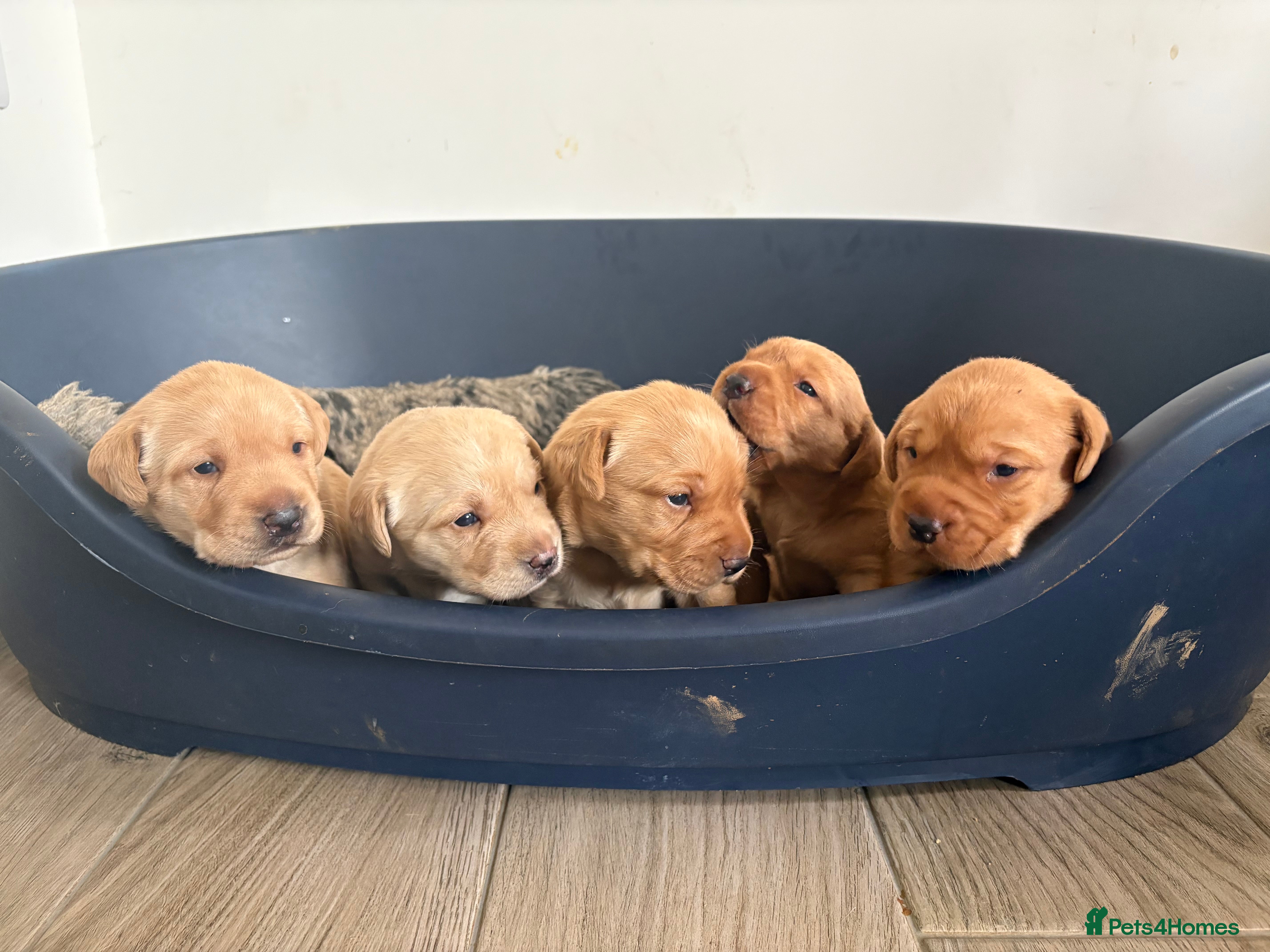 Labrador Retriever dogs Beautiful Fox Red Pedigree Labradors - Advert 15