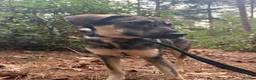 Mixed Breed dogs for adoption: Rolo - Norwich Norfolk  - Advert 9