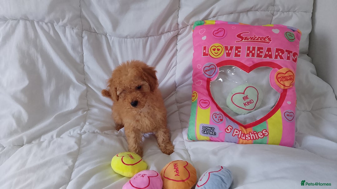 Poodle dogs for sale: Red small miniature poodle mum is tiny one 💙left - Image 5