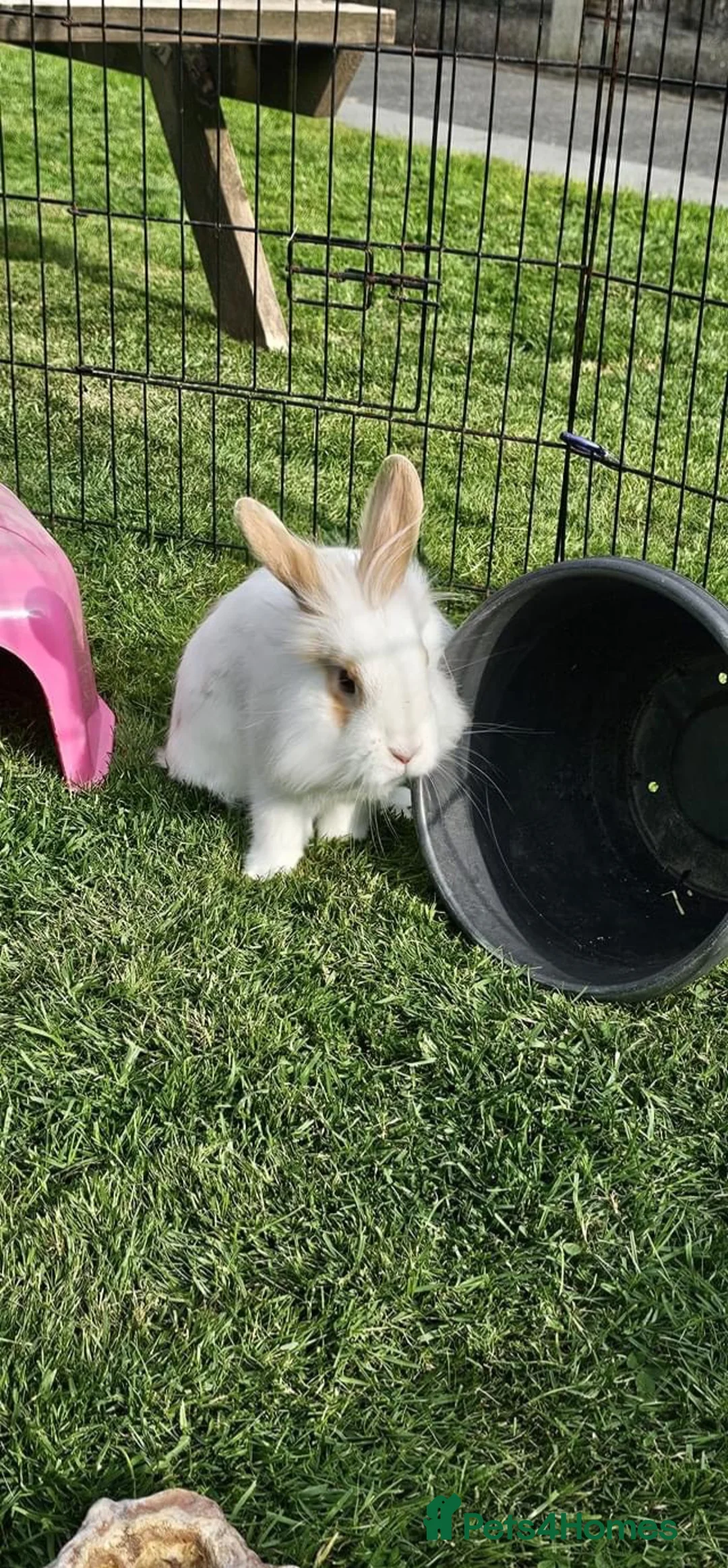 Mini Lop rabbits for sale: Mini lop  - Advert 3