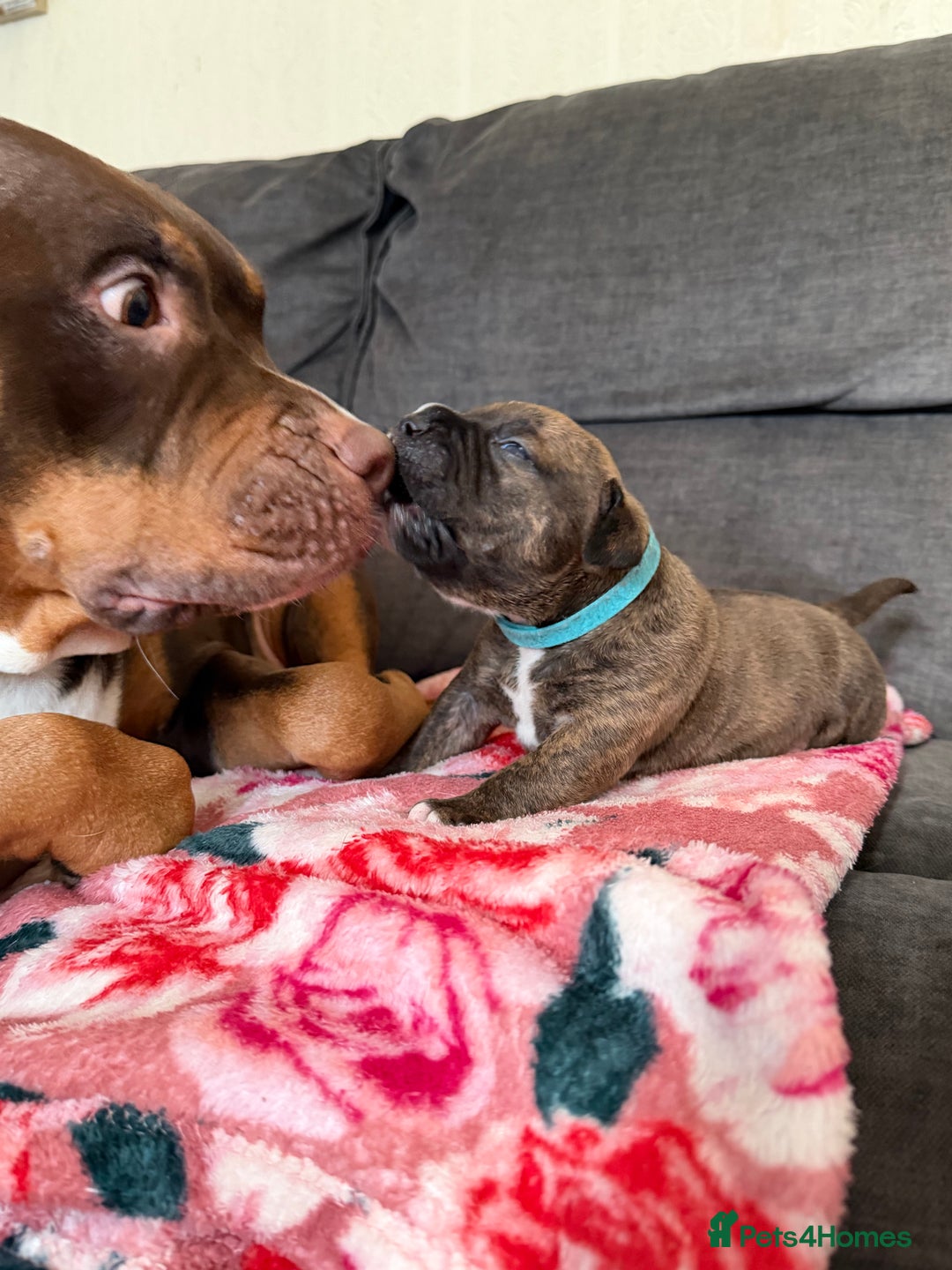 Mixed Breed dogs for sale: Beautiful Home- Reared Puppies!  - Advert 20