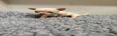 Chihuahua 2