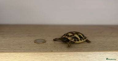 Tortoise reptiles - Advert 3