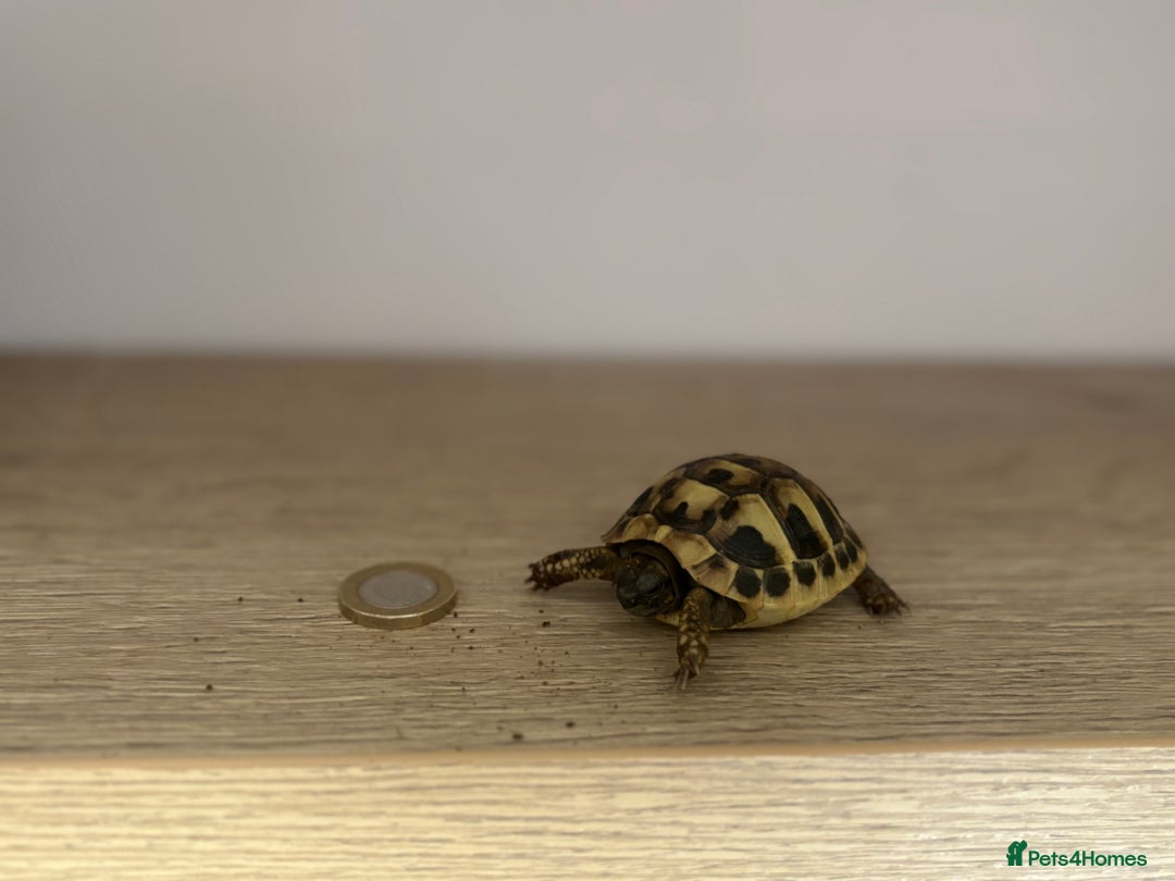 Tortoise reptiles for sale: Various Tortoises - Image 2