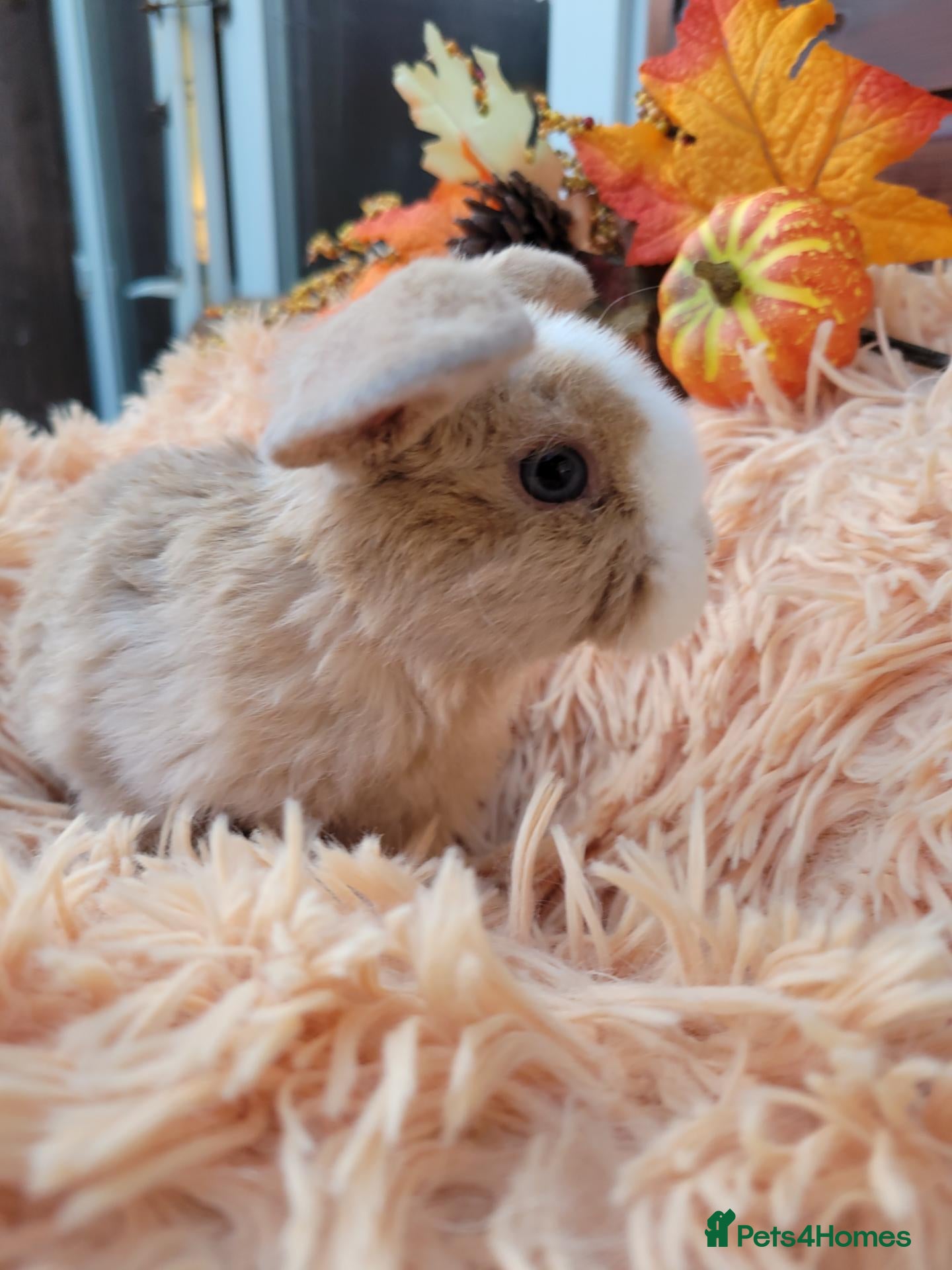 Mini Lop rabbits for sale: 🐰 Purebred Mini Plush Lops - Advert 13