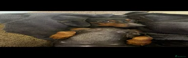 Miniature Dachshund 2