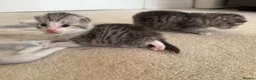 Mixed Breed cats for sale: Kittens for sale  - Advert 13