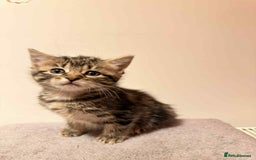 Mixed Breed cats for sale: Tabby Kittens for Sale  - Image 13
