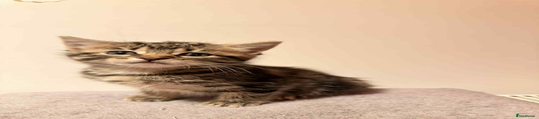 Mixed Breed Kitten 7