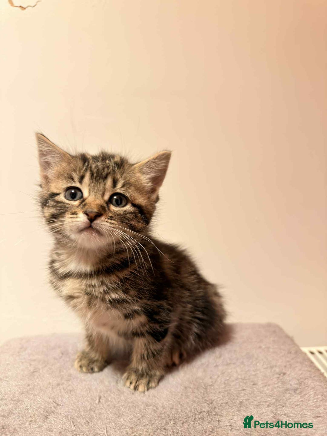 Mixed Breed cats for sale: Tabby Kittens for Sale  - Image 13