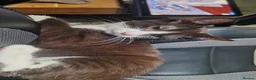 Domestic Shorthair cats for sale: Domestic shorthair  - Advert 3