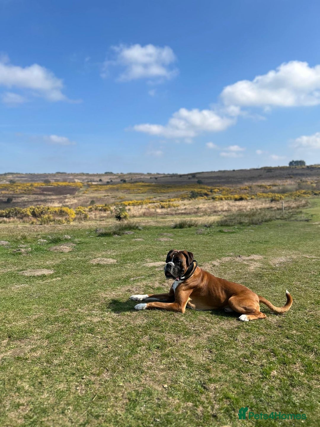 Boxer dogs for stud: PROVEN KC REGISTERED BOXER STUD - Red Flashy Male in London - Image 23