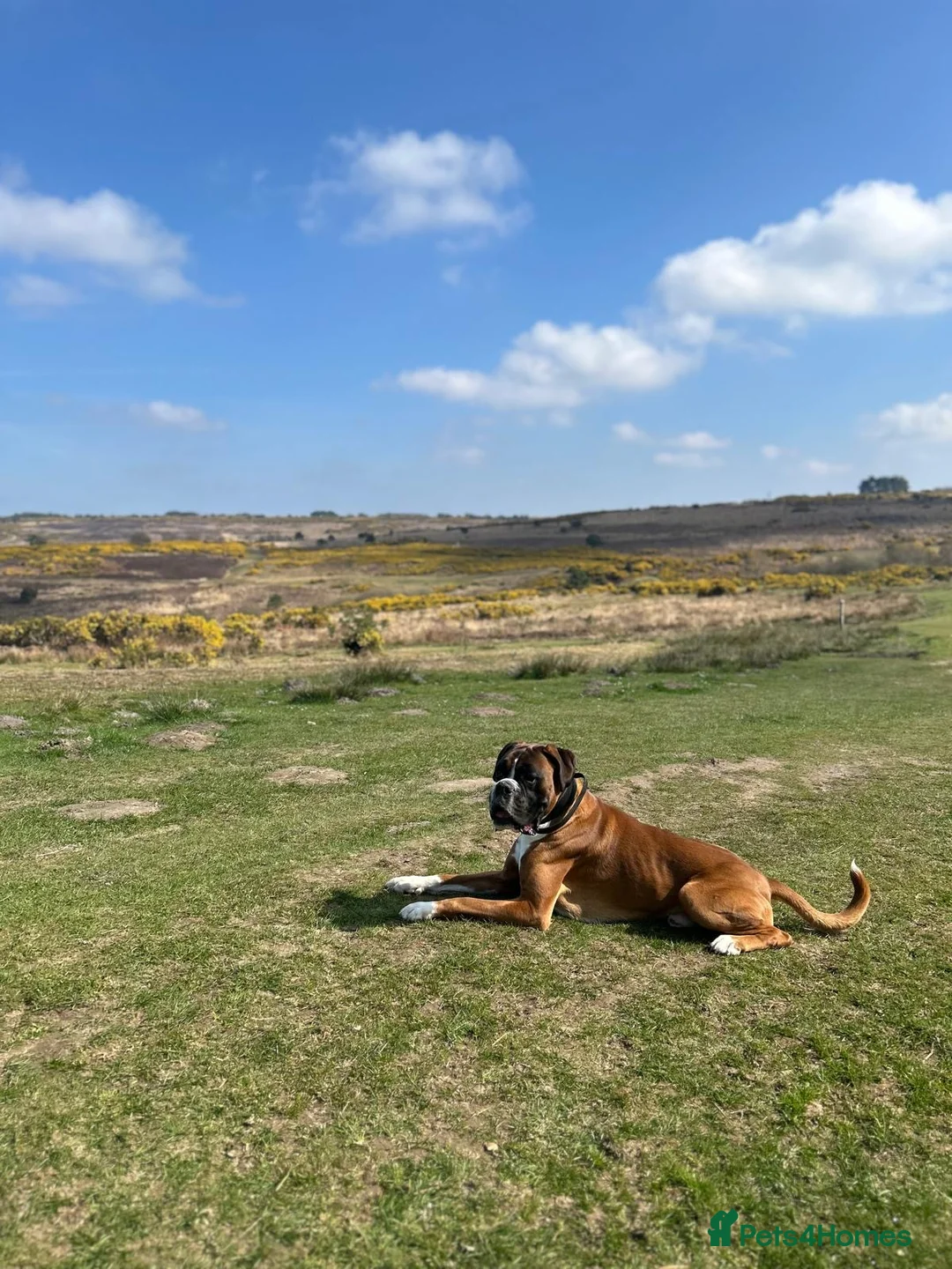 Boxer dogs for stud: PROVEN KC REGISTERED BOXER STUD - Red Flashy Male in London - Advert 23