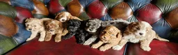 Cavapoo dogs for sale: Gorgeous F1b Cavapoo pups.health tested parents  - Advert 2
