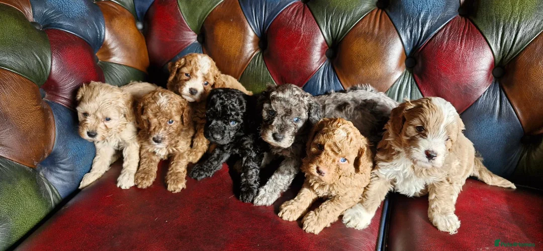 Cavapoo dogs for sale: Gorgeous F1b Cavapoo pups.health tested parents  - Advert 2