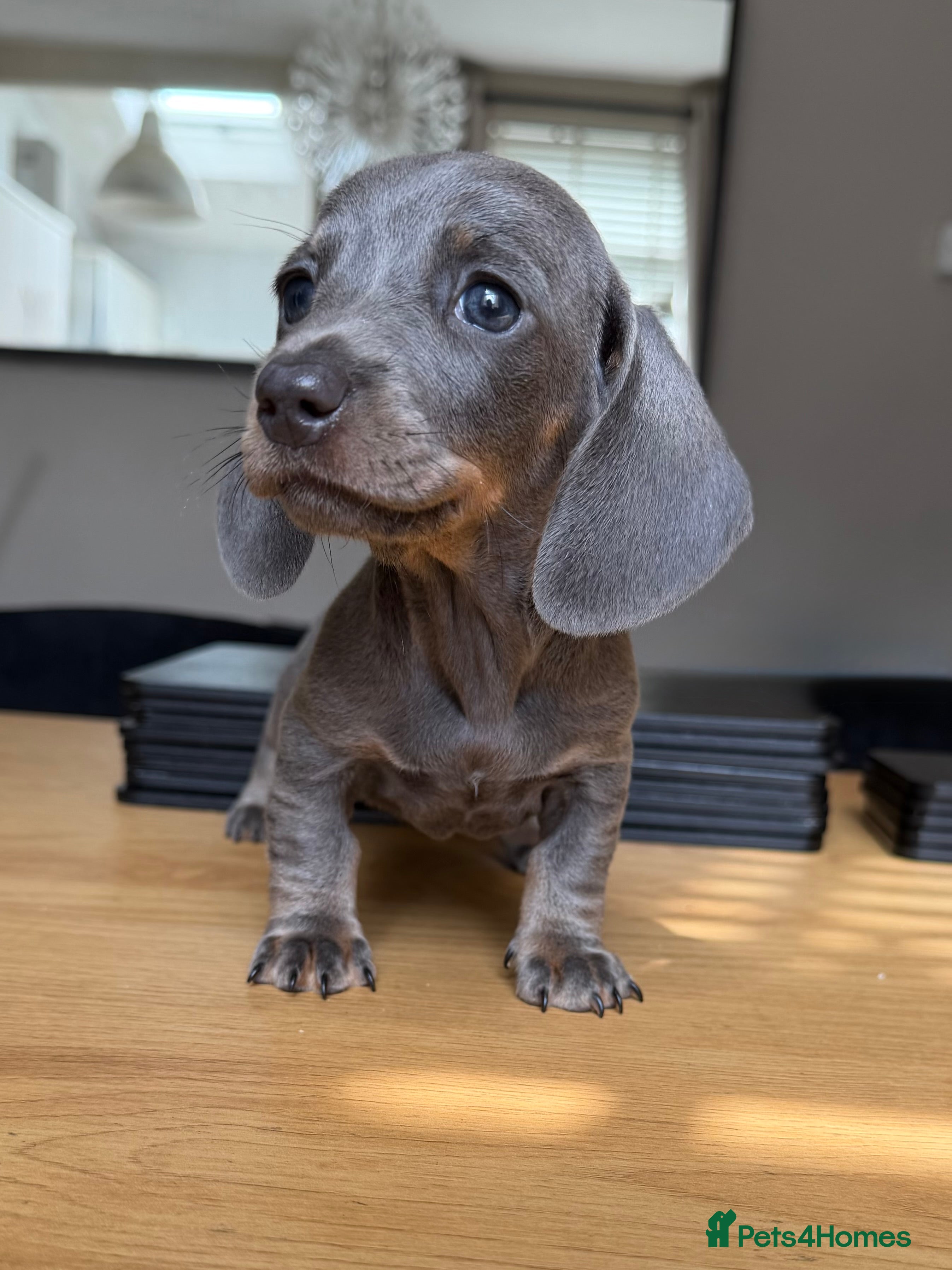 Miniature Dachshund dogs Beautiful KC Registered Miniature Dachshund Pups  - Advert 2