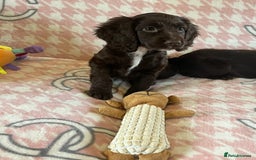 Cocker Spaniel dogs for sale: Cocker spaniel pups - Image 11
