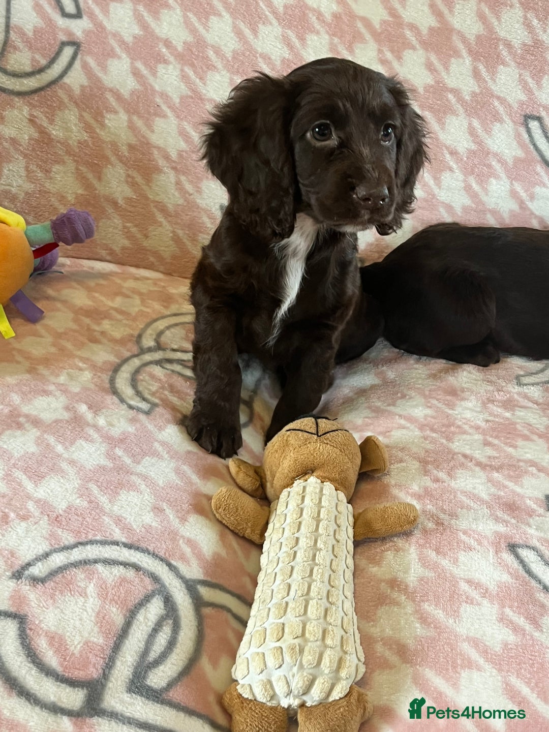 Cocker Spaniel dogs for sale: Cocker spaniel pups - Image 11