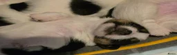 Jack Russell dogs for sale: 5 Adorable Jack Russell's looking for 5* Homes - Advert 20
