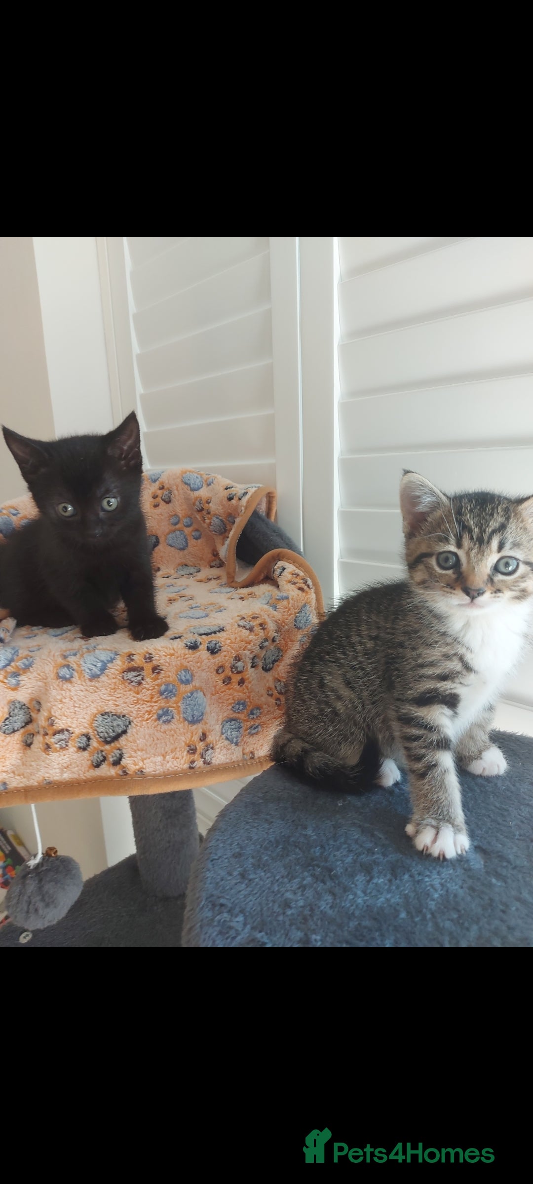 Mixed Breed cats for sale: Beautiful kittens 🥰 - Advert 28