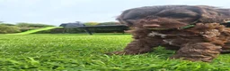 Cockapoo dogs for sale: READY for new homes F1b cockapoo puppies  - Advert 15