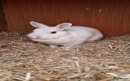 Netherland Dwarf rabbits for sale: Various Netherland Dwarfs available from £20 - Image 24