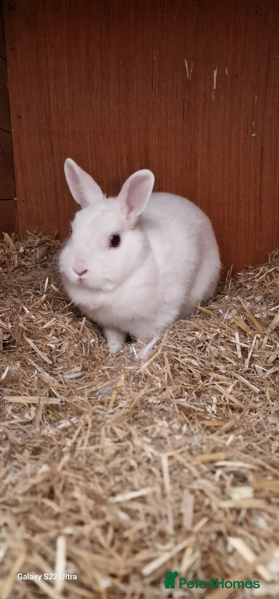 Netherland Dwarf rabbits for sale: Various Netherland Dwarfs available from £20 - Image 24