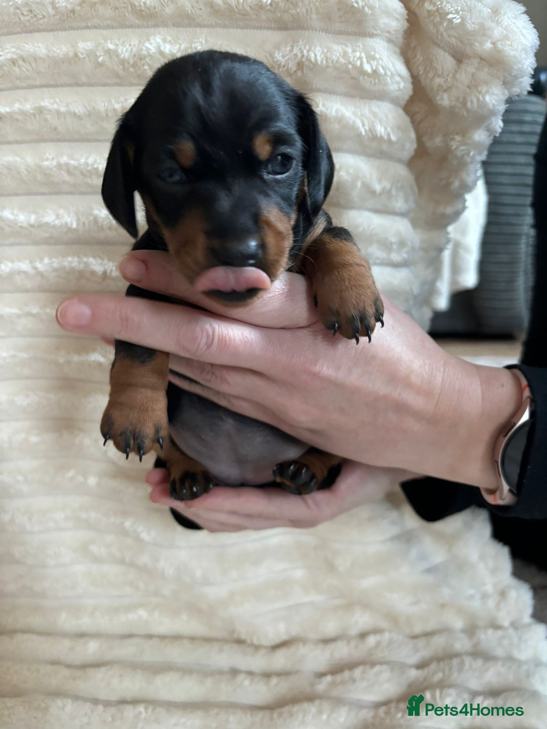 Miniature Dachshund dogs for sale: Miniature Dachshunds  - Advert 7