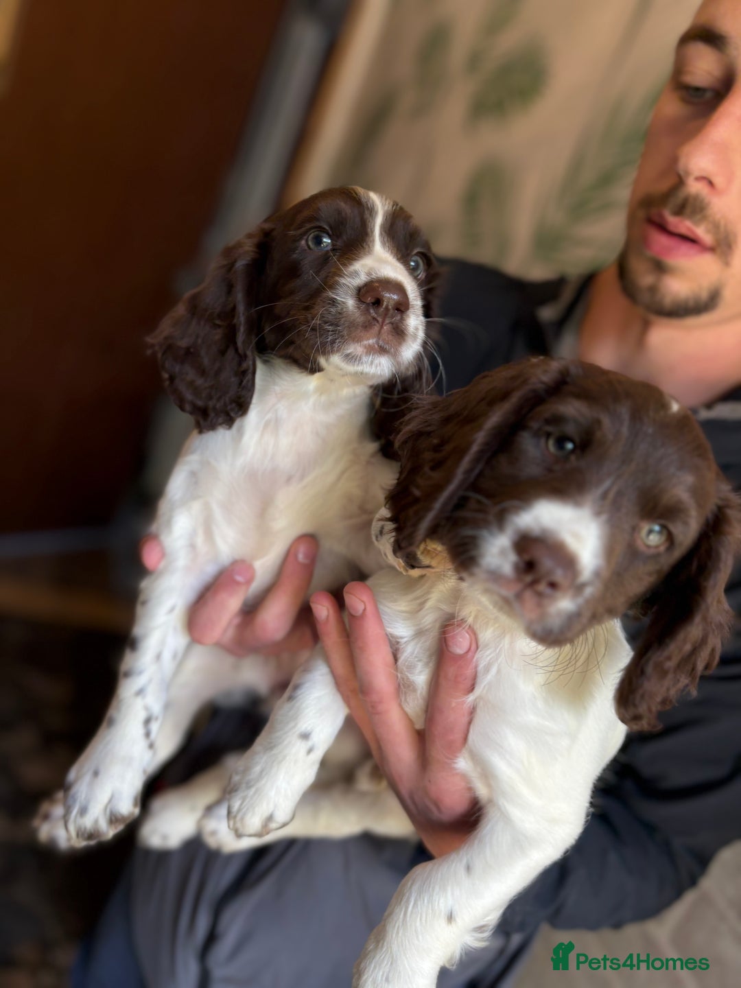 Sprocker dogs for sale: 2 sprocker girls  - Image 7