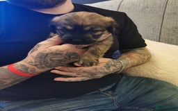 Mixed Breed dogs for sale: Little bundles of schweenie love!  - Image 4