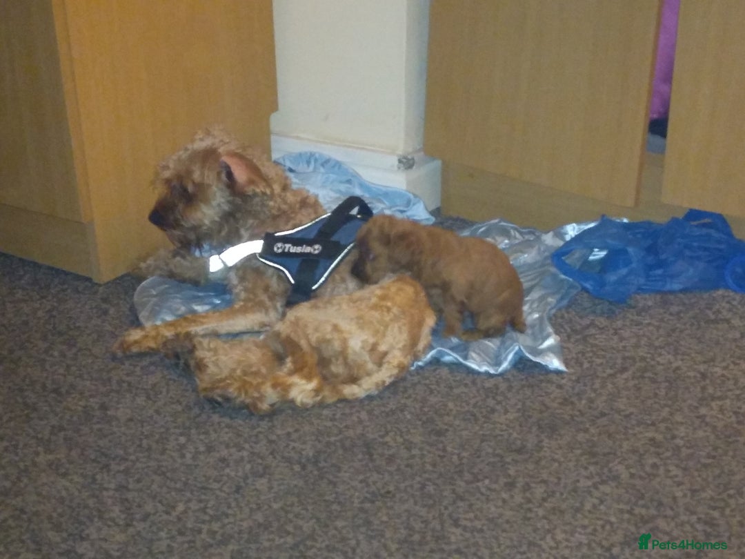 Cockapoo dogs for sale: Gorgeous puppies  - Image 4