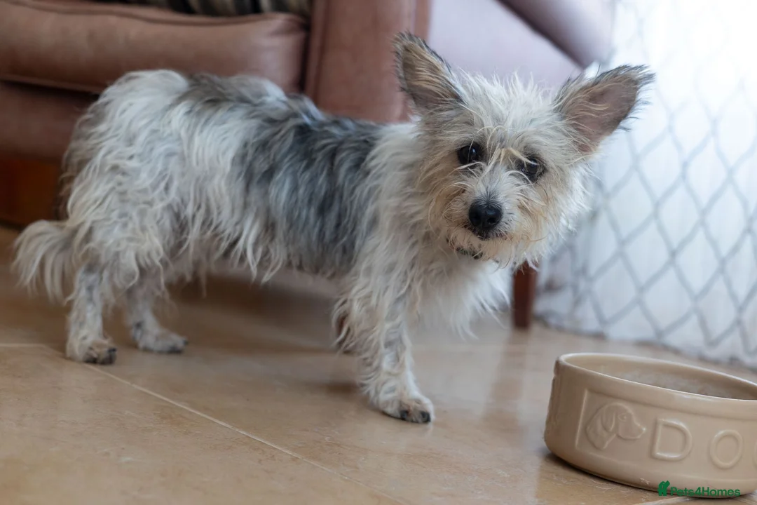 Mixed Breed dogs for adoption: Marvelous Millie - Advert 15