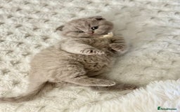 Scottish Fold cats for sale: Scottish fold - Image 6