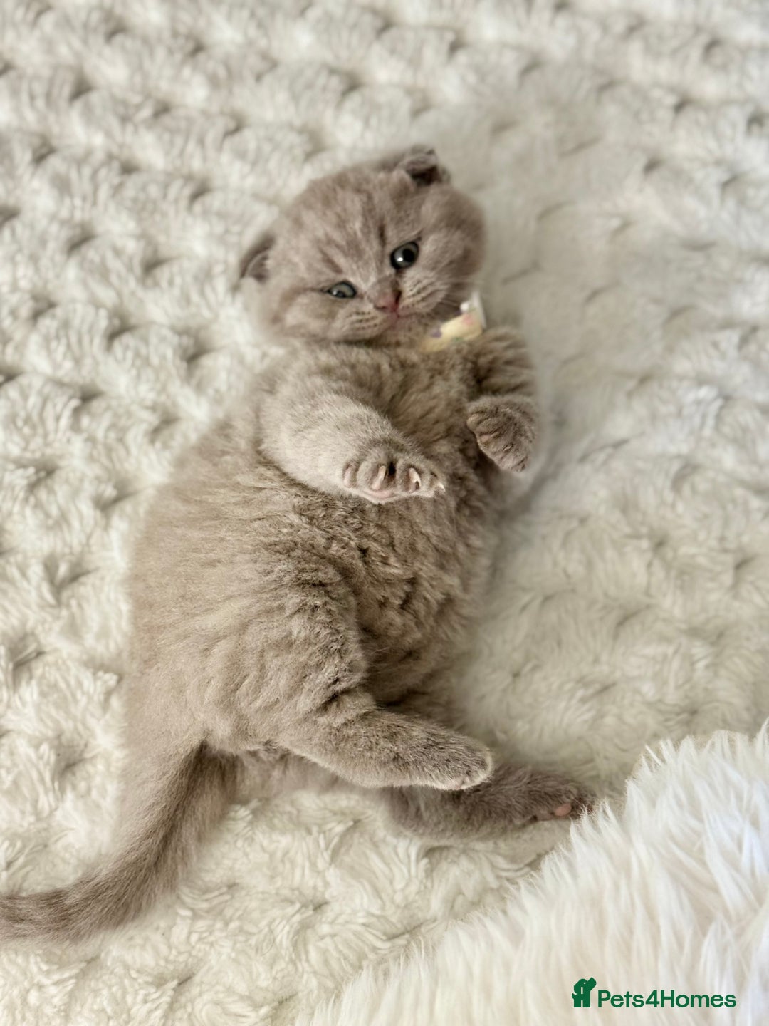 Scottish Fold cats for sale: Scottish fold - Image 6