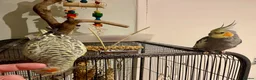 Cockatiels birds for sale: Bonded pair cockatiels  in Thirsk - Advert 5
