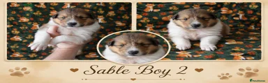 Rough Collie 2