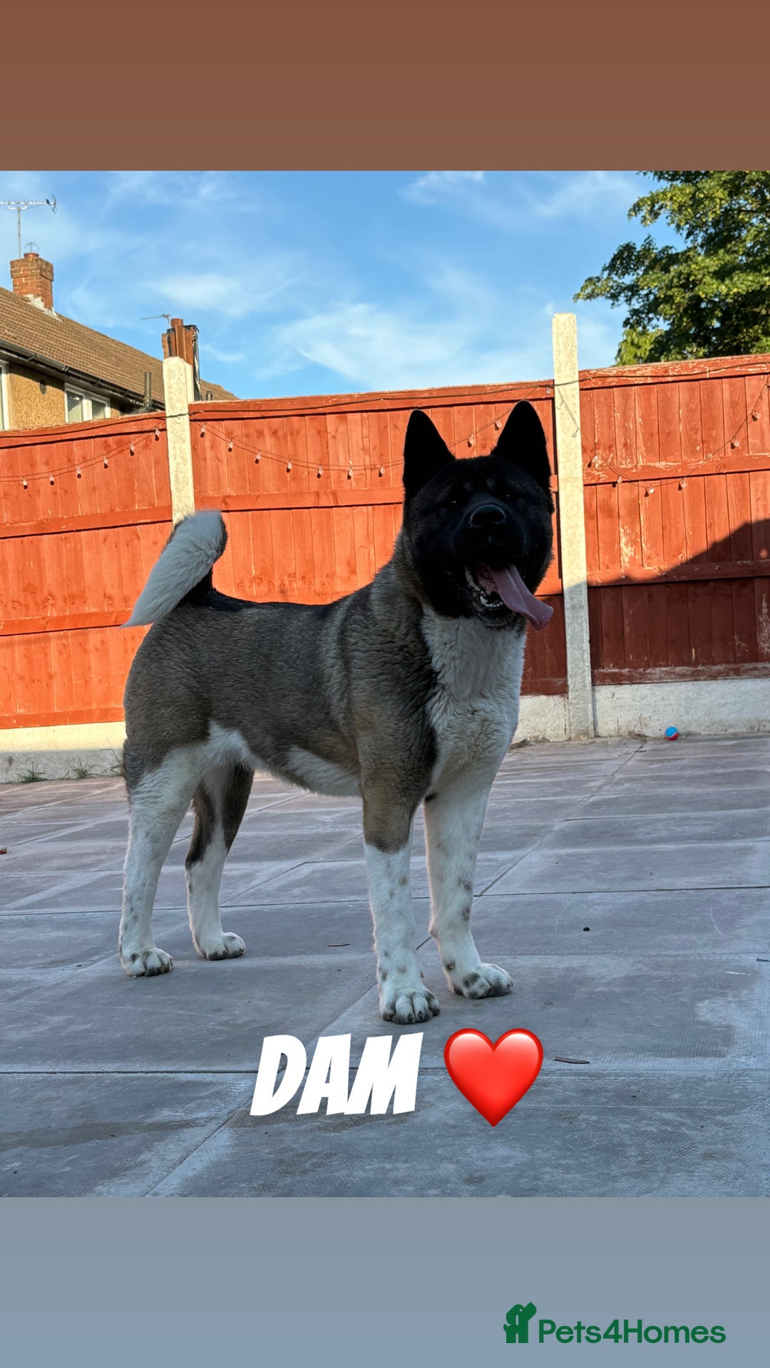 Akita dogs for sale: Beautiful KC Registered American Akita Puppies - Image 17