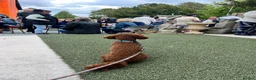 Cavapoo dogs for sale: Stunning F1b Cavapoo puppies- 5* licensed - Advert 15