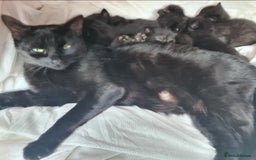 Mixed Breed cats for sale: Just 3 left 1 girl and 2 boys - Image 10