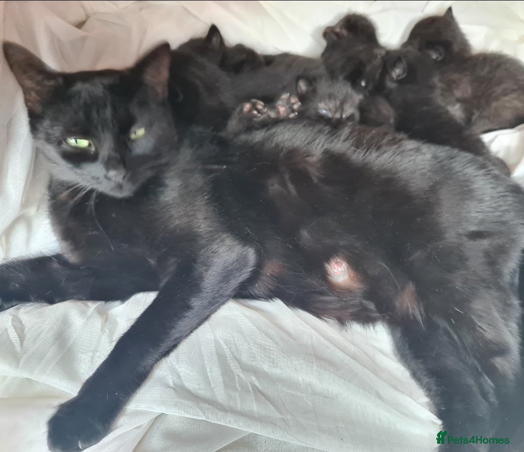 Mixed Breed cats for sale: Just 3 left 1 girl and 2 boys - Image 10