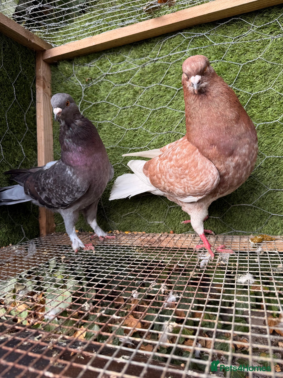 Pigeons birds for sale: Pigeons for sale - Image 30