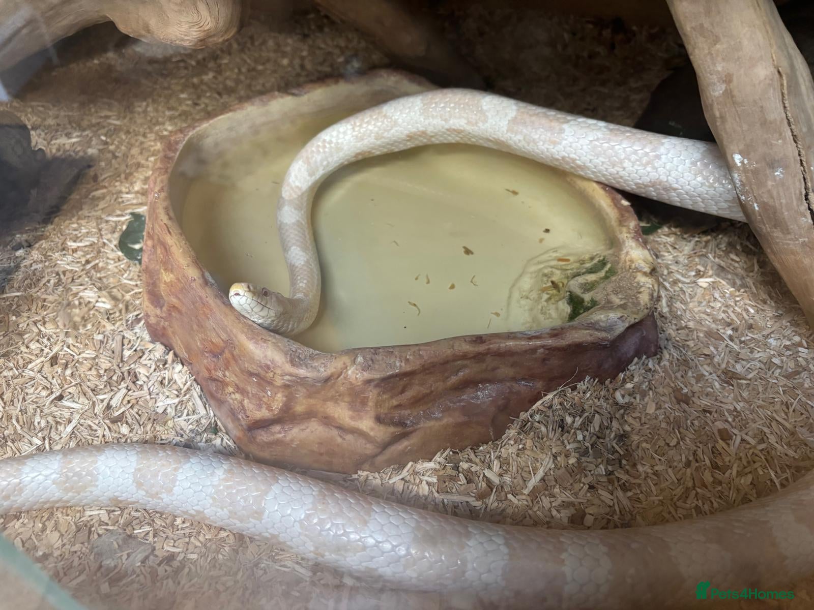 Corn Snake reptiles Albino Corn Snake - Advert 2