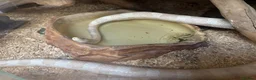 Corn Snake reptiles for sale: Albino Corn Snake in Chelmsford - Advert 2