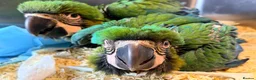 Macaws birds for sale: Milligold Macaw Babies – Two Females Available in Louth - Advert 3