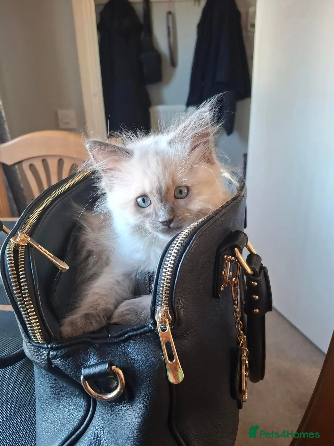 Ragdoll cats for sale: Ragdoll female kitten - Advert 2